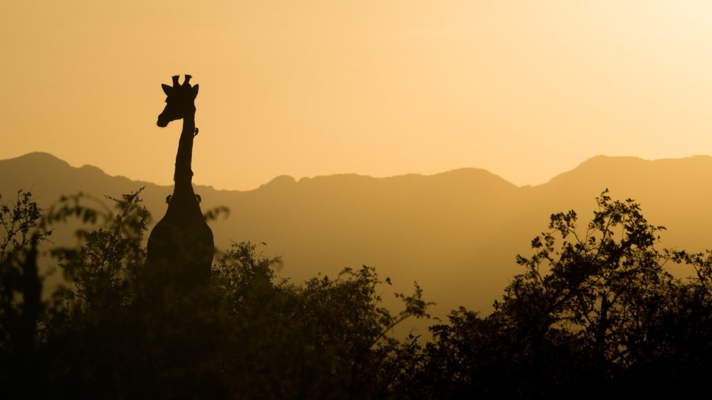 giraffa, tramonto, sud africa