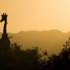giraffe, sunset, south africa